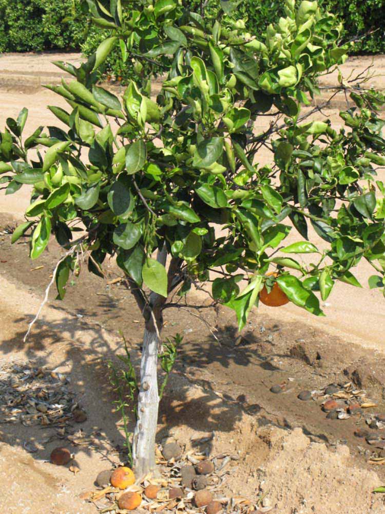            Habit (Riverside, CA)   